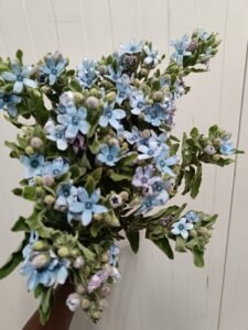 bency flora