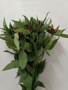 img 20250705 wa0021
