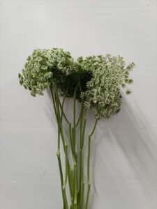 img 20250705 wa0023