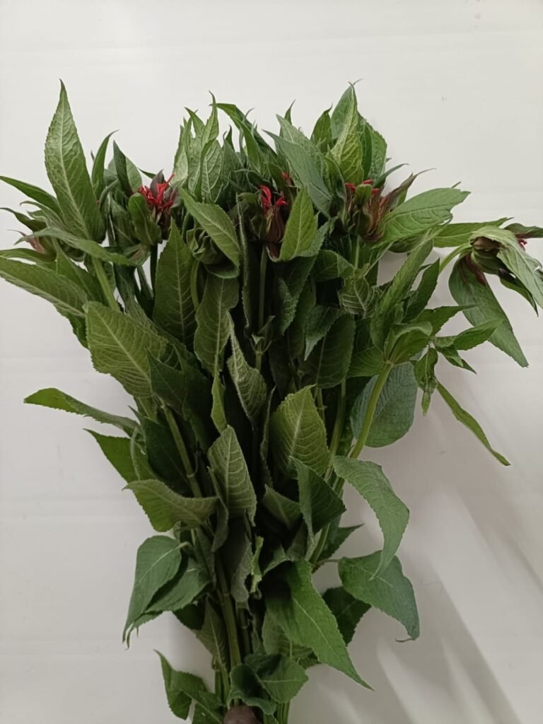 Blog img 20250705 wa0025