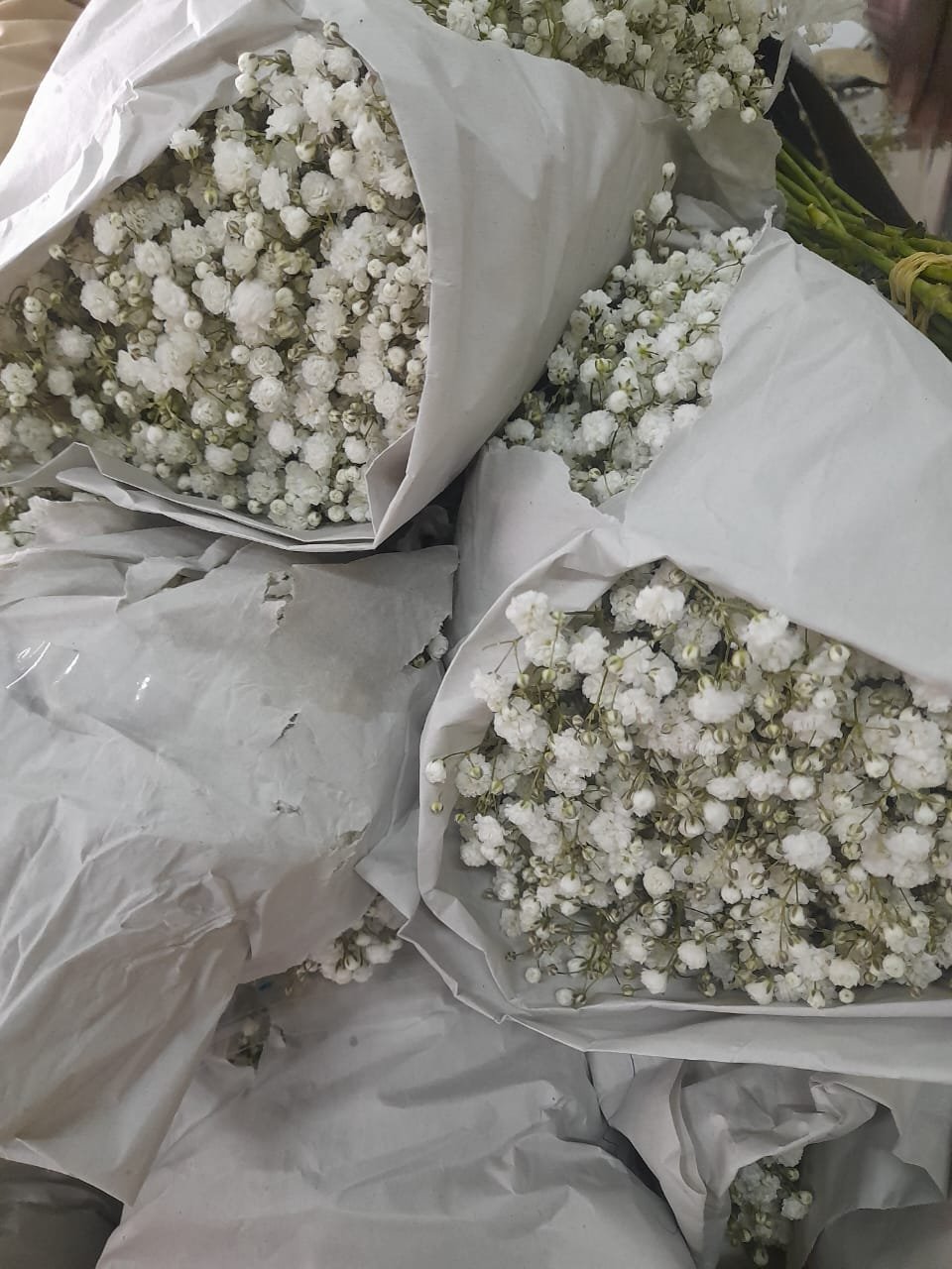 Gypsophila-BENCY FLORA