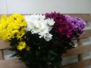 Carnations-BENCY FLORA