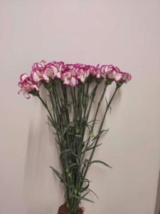 carnations