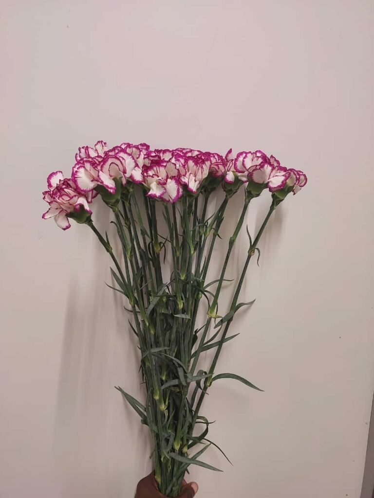 whatsapp image 2025 01 07 at 15.10.01