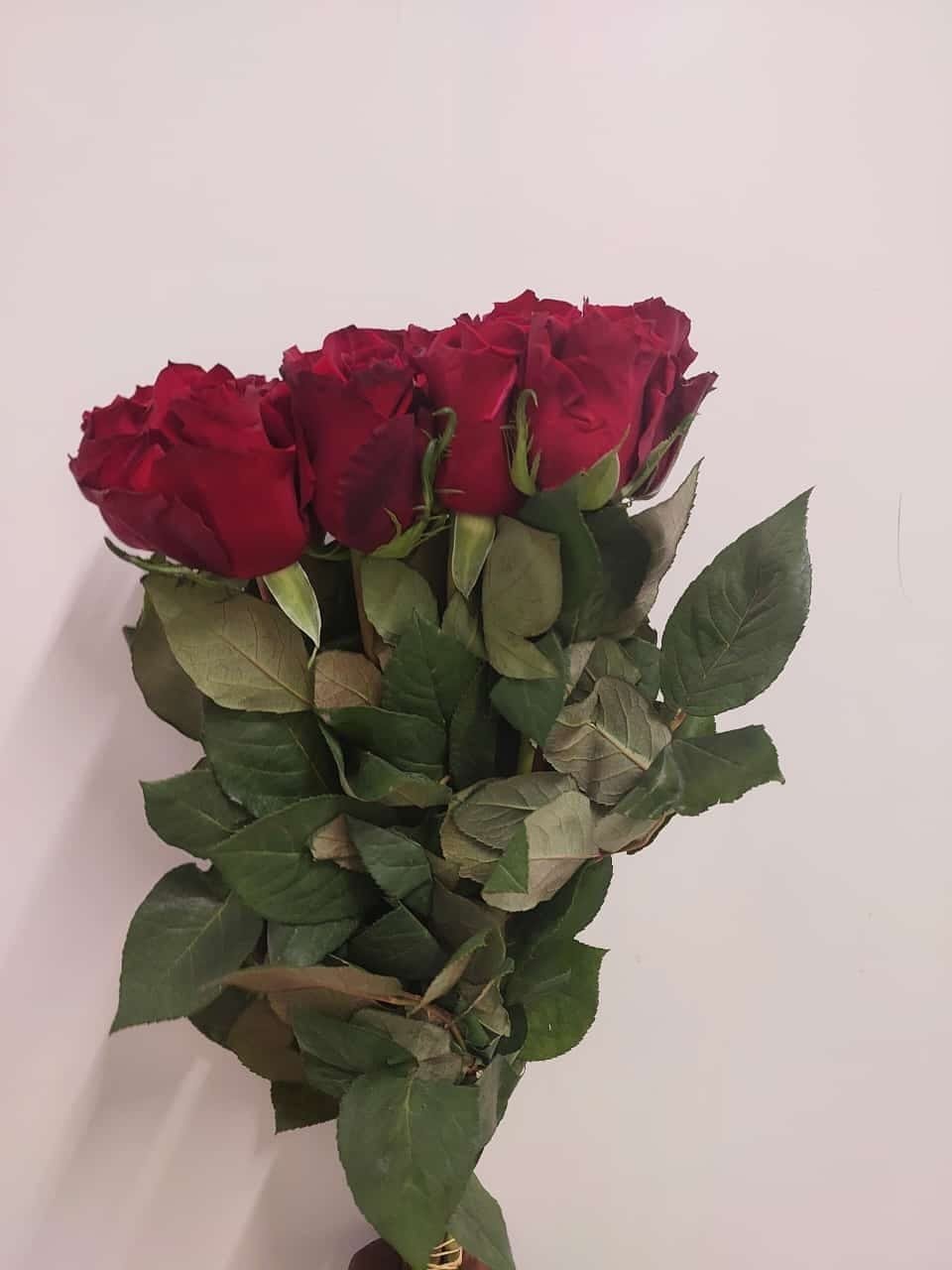 BENCY FLORA- ROSES