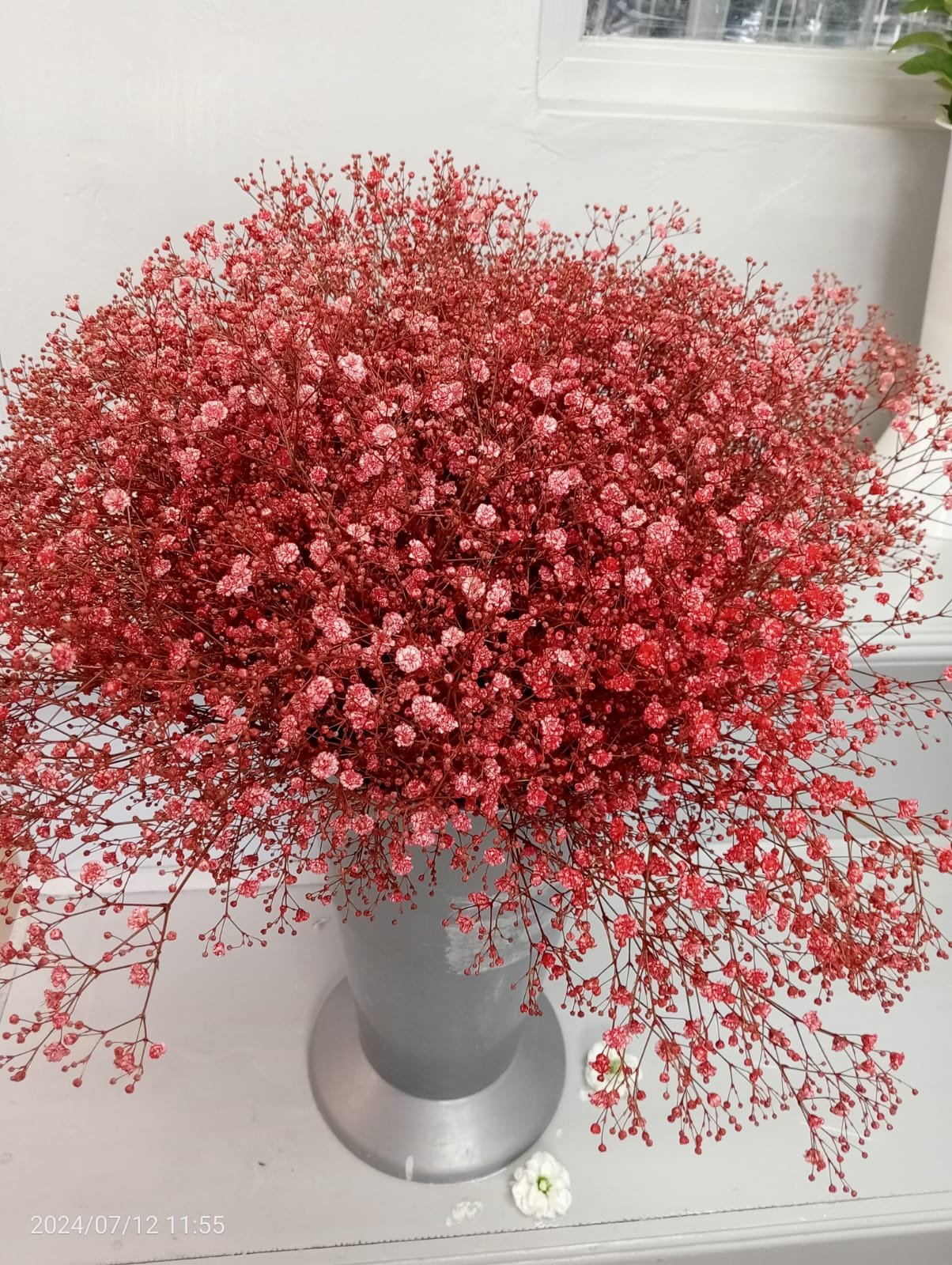 bency flora- contact