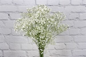 Gypsophila-BENCY FLORA