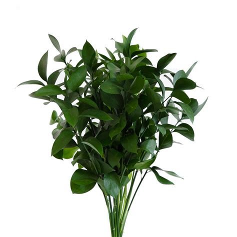 Ruscus