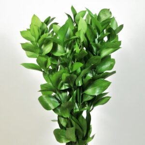 bencf-flora
