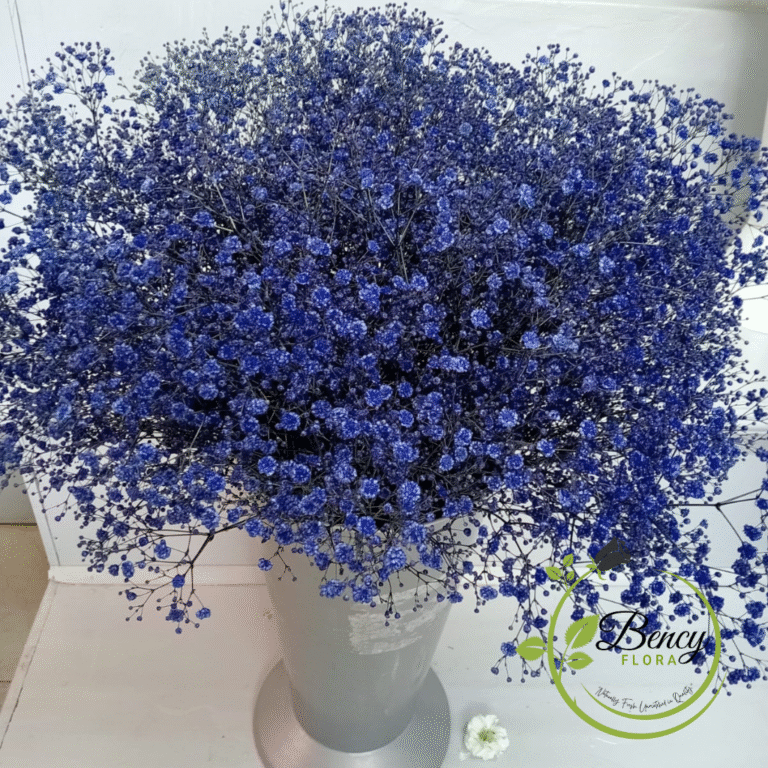 Blog bency flora (1)