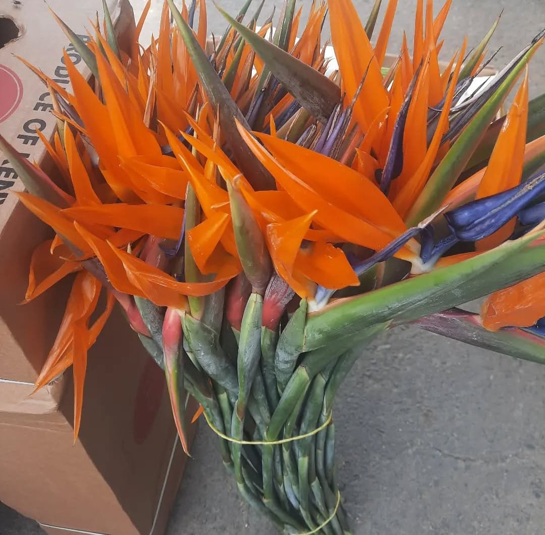 Services bency flora-roses