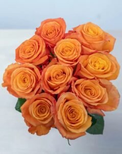 bency flora-roses
