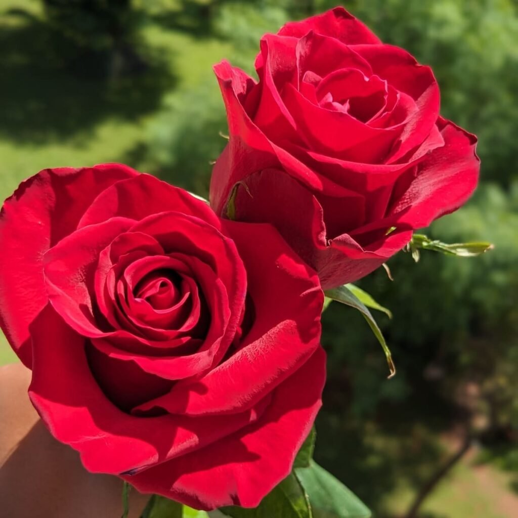 Blog BENCY FLORA-ROSES