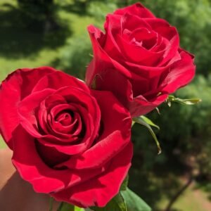BENCY FLORA-ROSES