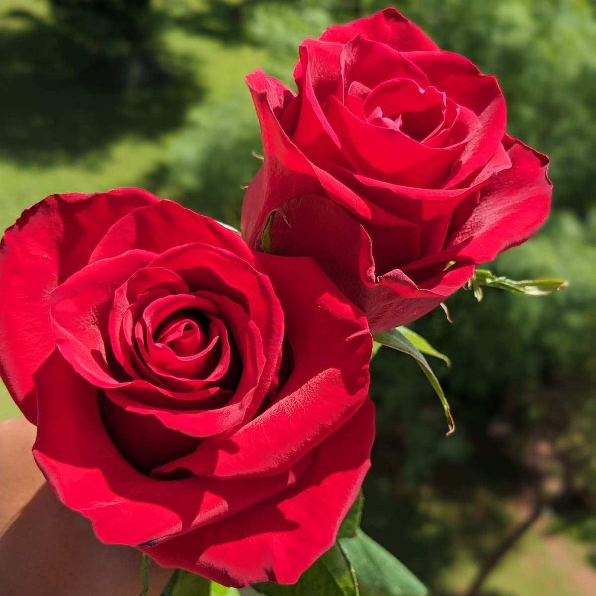 Flower Varieties BENCY FLORA-ROSES