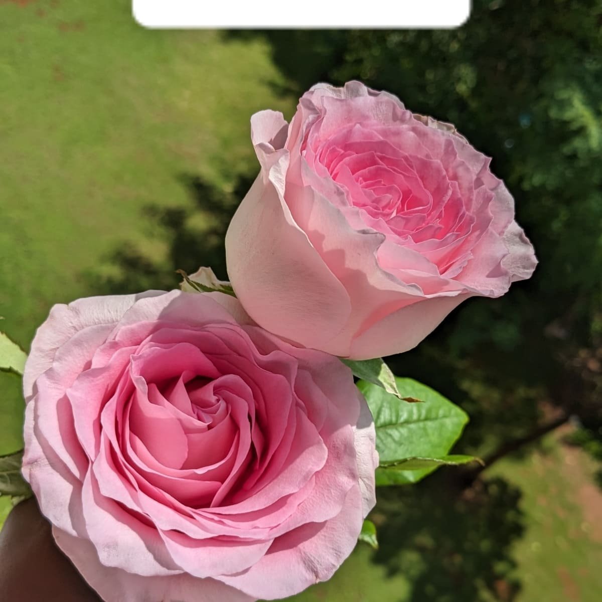 Flower Varieties whatsapp image 2024 04 04 at 2.23.05 pm