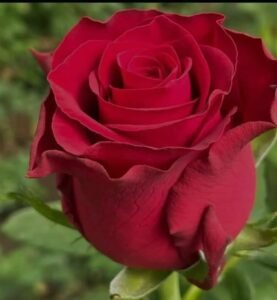 BENCY FLORA-ROSES